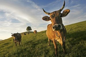 am Holzbauer weiden nun wieder die Kühe