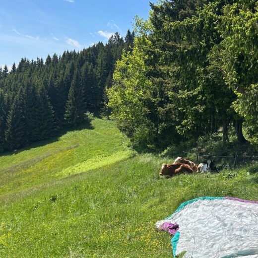 Holzi Sommer betrieb